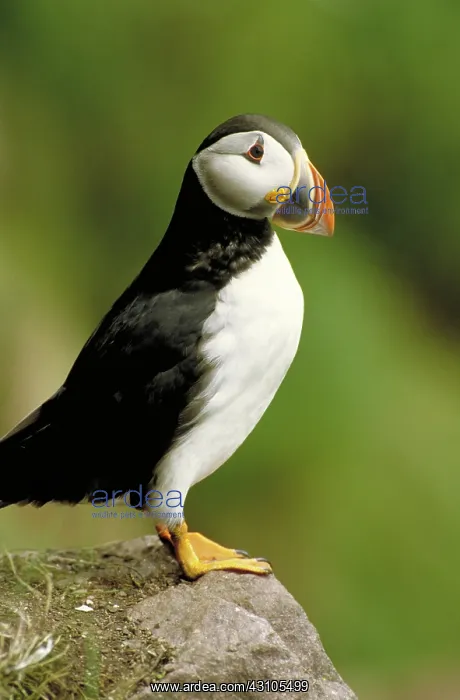 : Atlantic puffin : Atlantic puffin
