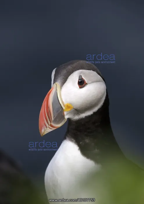 : Atlantic Puffin : Atlantic Puffin