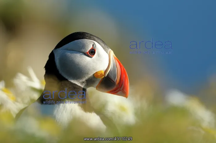 : Atlantic Puffin : Atlantic Puffin