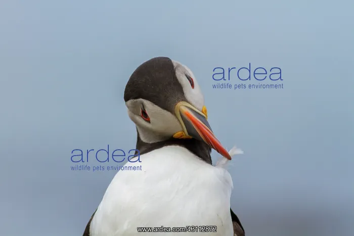 : Atlantic Puffin : Atlantic Puffin