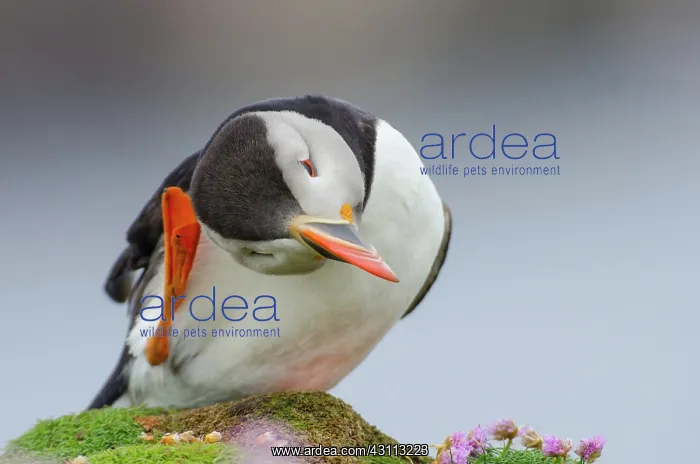 : Atlantic Puffin : Atlantic Puffin