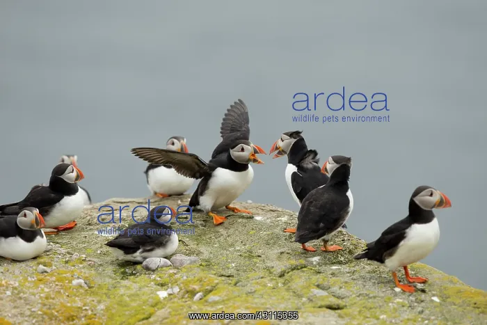 : Atlantic Puffin : Atlantic Puffin