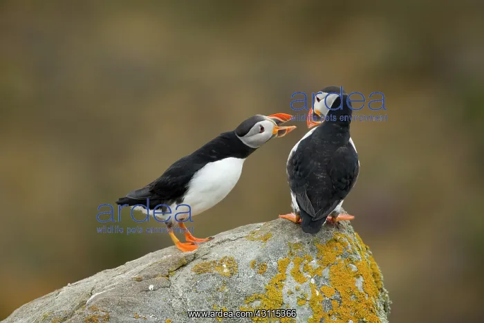 : Atlantic Puffin : Atlantic Puffin