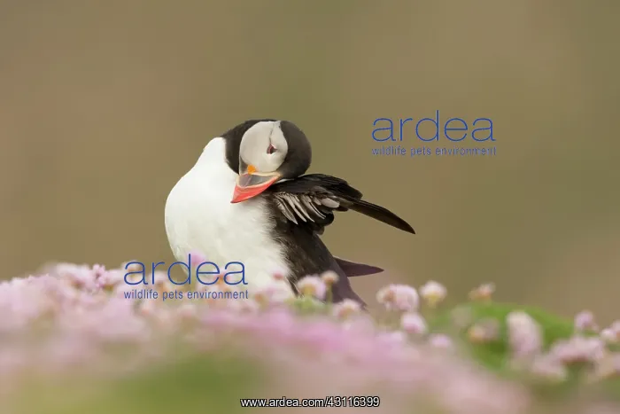 : Atlantic Puffin : Atlantic Puffin