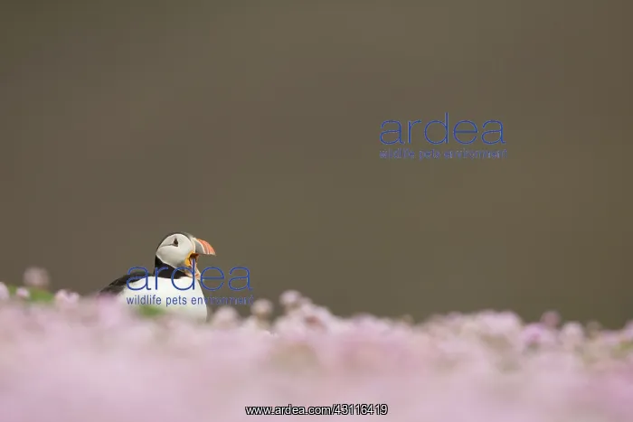 : Atlantic Puffin : Atlantic Puffin