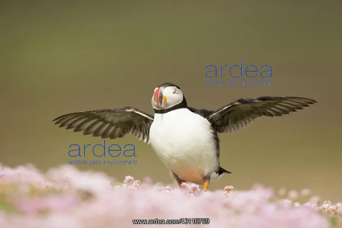 : Atlantic Puffin : Atlantic Puffin