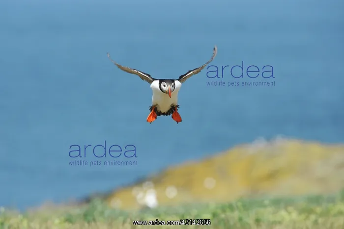 : Atlantic Puffin : Atlantic Puffin