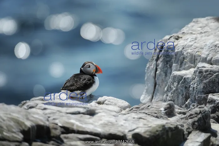 : Atlantic Puffin : Atlantic Puffin
