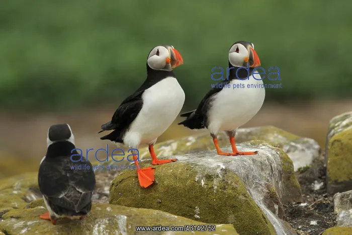 : Atlantic Puffin : Atlantic Puffin