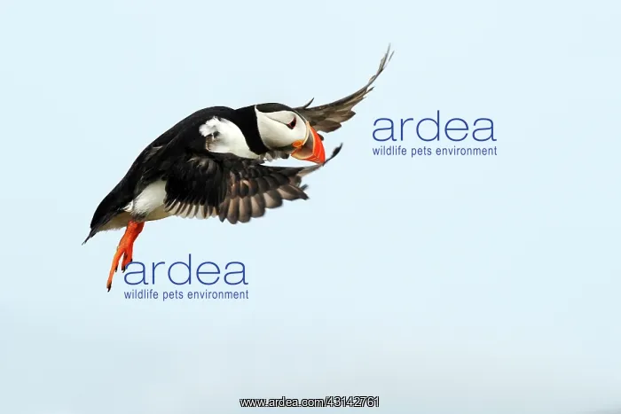 : Atlantic Puffin : Atlantic Puffin