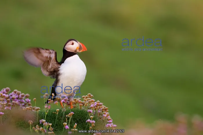 : Atlantic Puffin : Atlantic Puffin