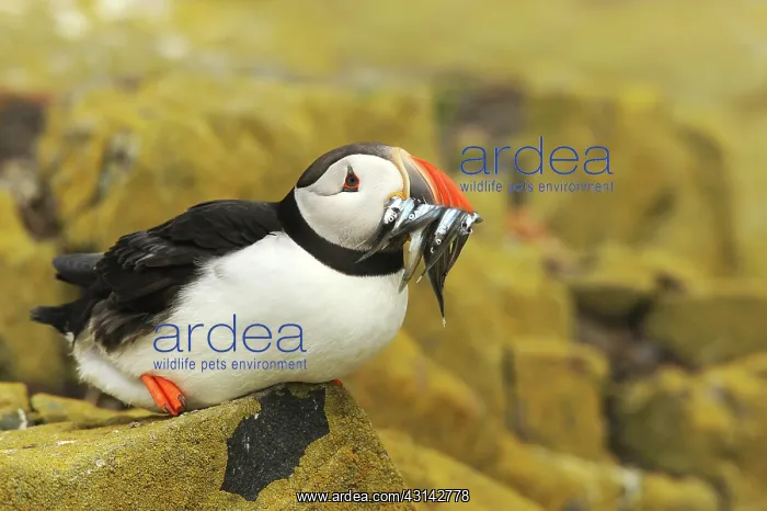 : Atlantic Puffin : Atlantic Puffin