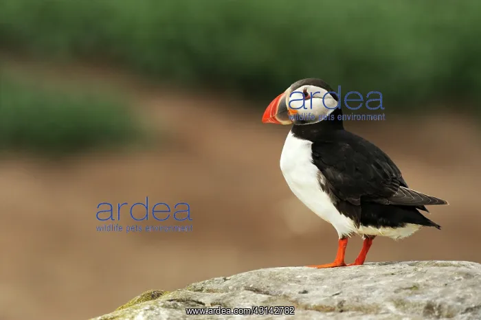 : Atlantic Puffin : Atlantic Puffin