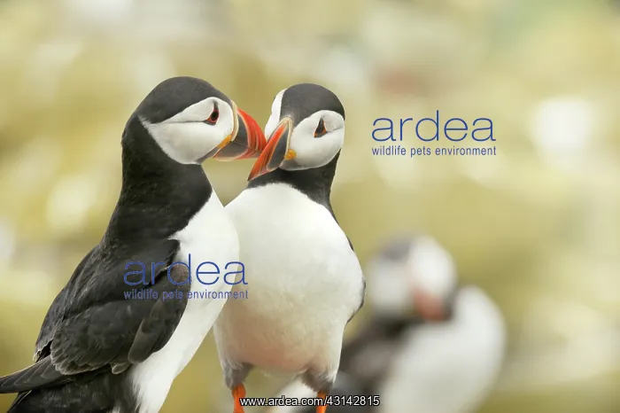 : Atlantic Puffin : Atlantic Puffin
