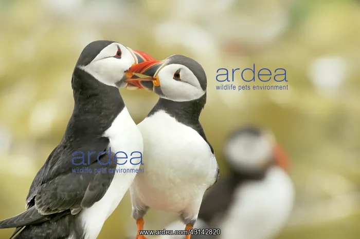 : Atlantic Puffin : Atlantic Puffin