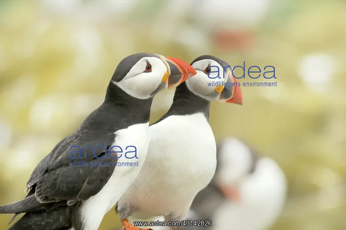 : Atlantic Puffin : Atlantic Puffin