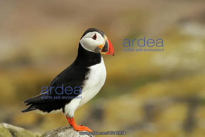 : Atlantic Puffin : Atlantic Puffin