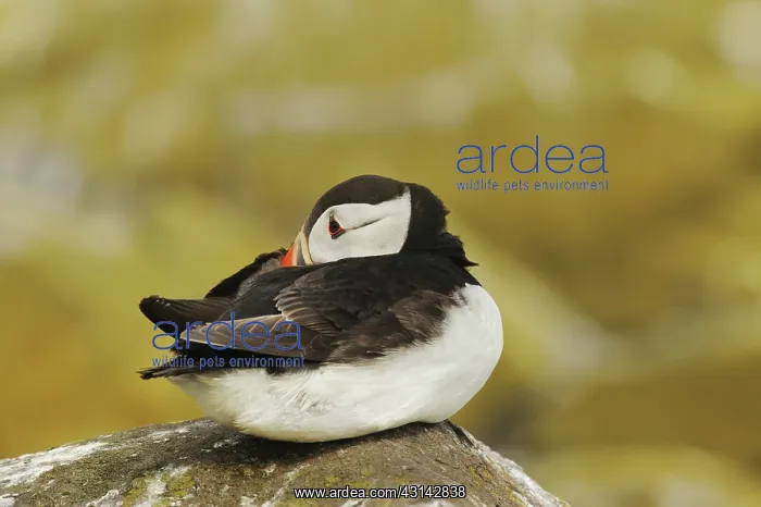 : Atlantic Puffin : Atlantic Puffin
