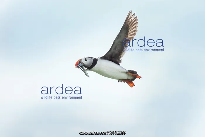 : Atlantic Puffin : Atlantic Puffin