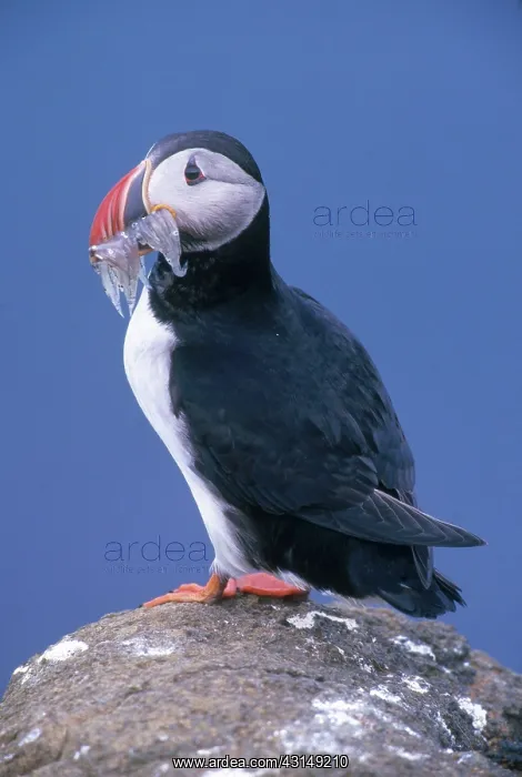 : Atlantic Puffin : Atlantic Puffin