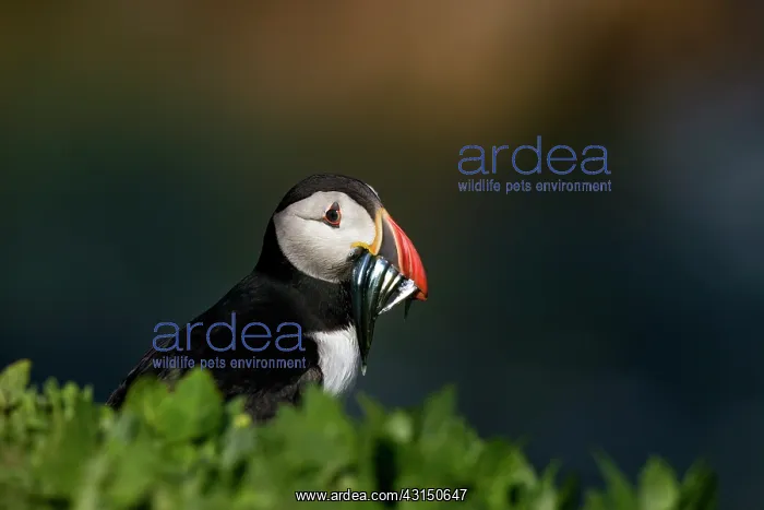  : Atlantic Puffin