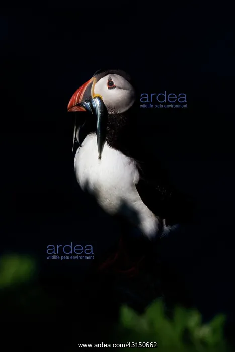 : Atlantic Puffin : Atlantic Puffin
