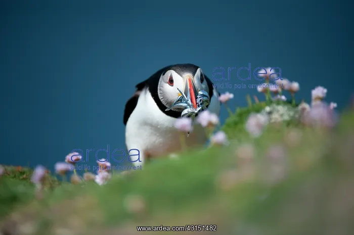 : Atlantic Puffin : Atlantic Puffin