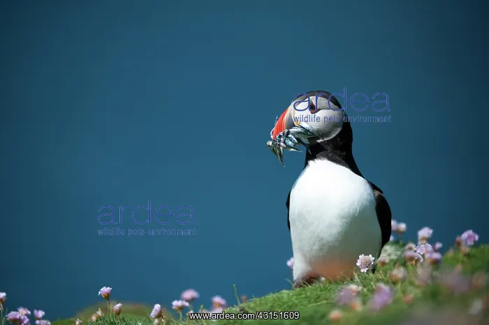  : Atlantic Puffin