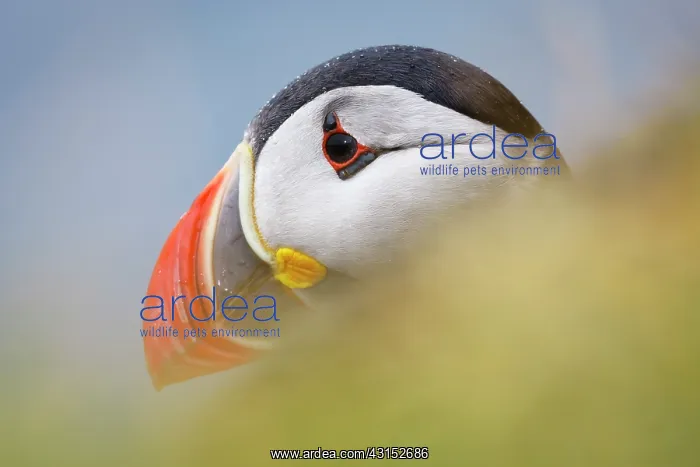 : Atlantic Puffin : Atlantic Puffin