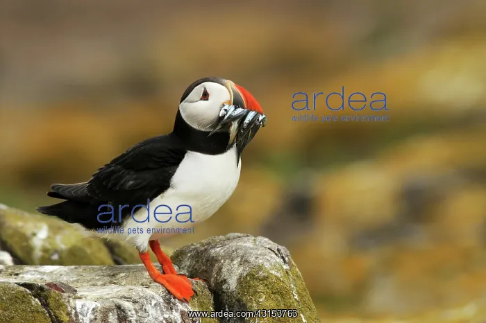 : Atlantic Puffin : Atlantic Puffin