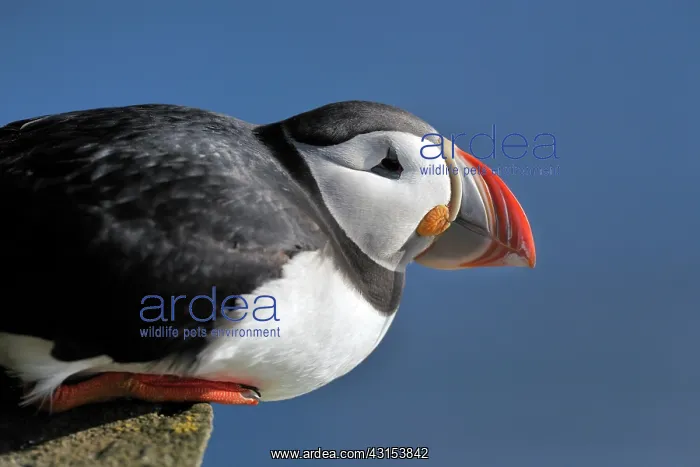 : Atlantic Puffin : Atlantic Puffin