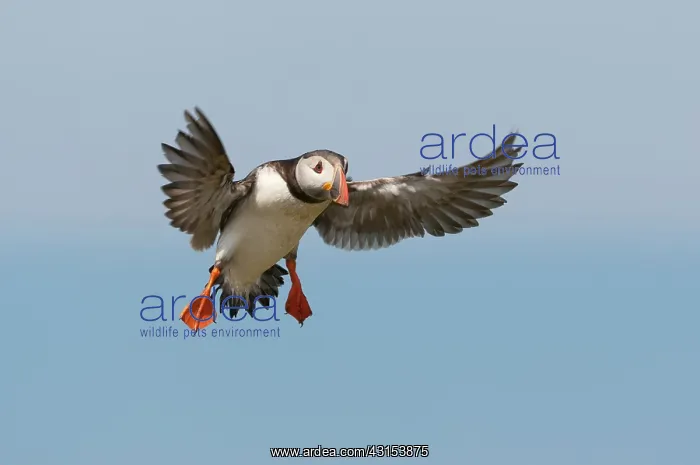 : Atlantic Puffin : Atlantic Puffin