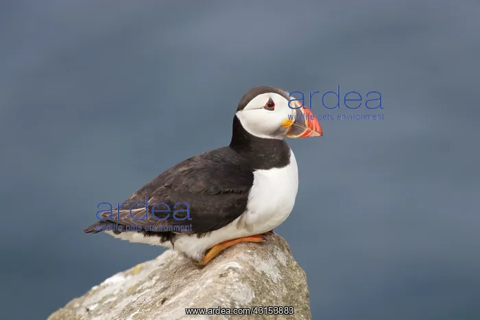 : Atlantic Puffin : Atlantic Puffin