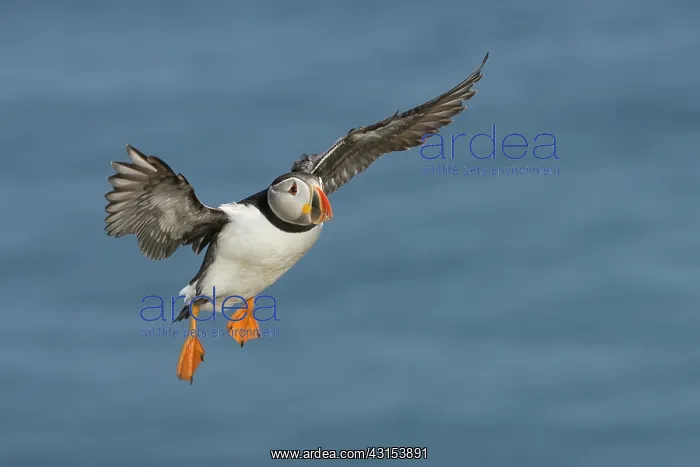 : Atlantic Puffin : Atlantic Puffin