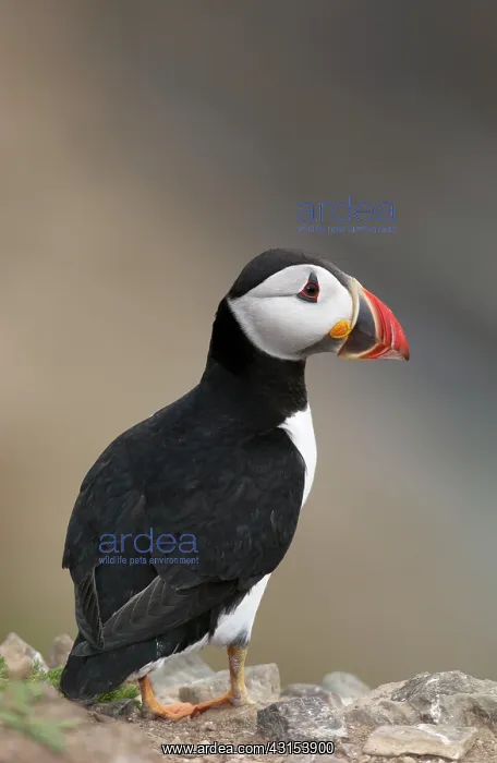: Atlantic Puffin : Atlantic Puffin