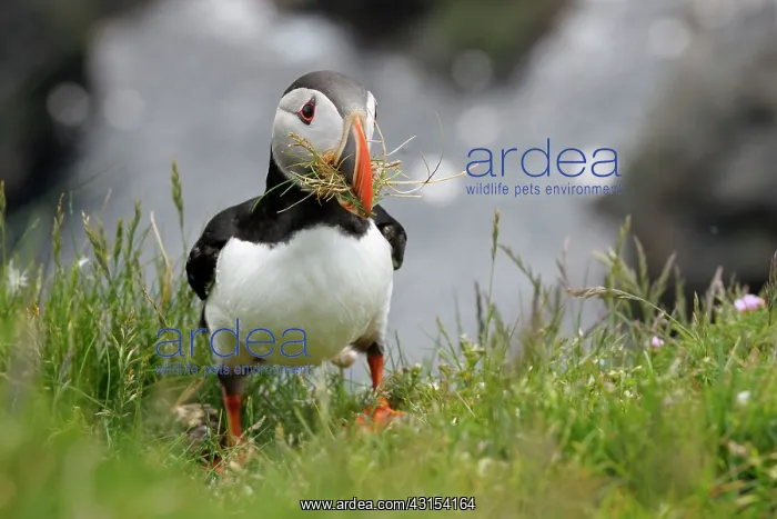 : Atlantic Puffin : Atlantic Puffin
