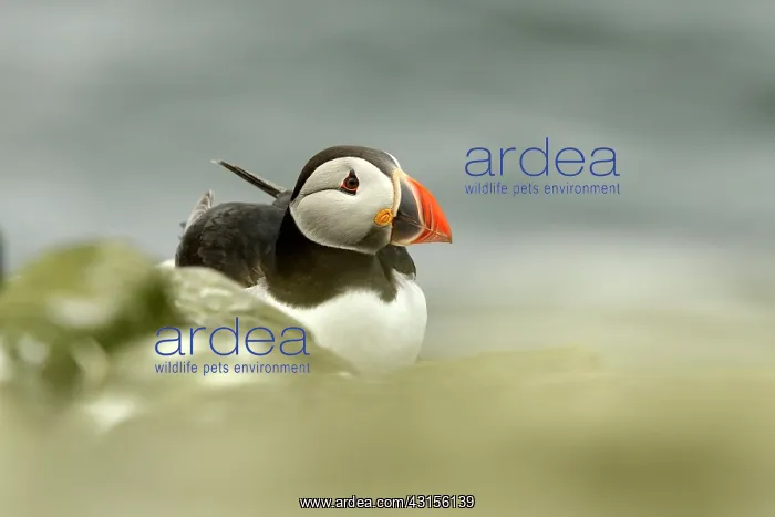 : Atlantic Puffin : Atlantic Puffin
