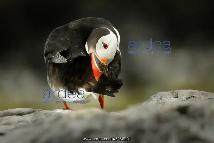 : Atlantic Puffin : Atlantic Puffin