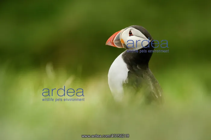 : Atlantic Puffin : Atlantic Puffin