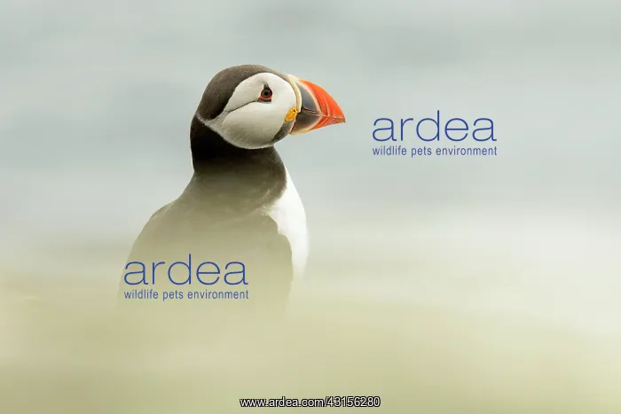 : Atlantic Puffin : Atlantic Puffin