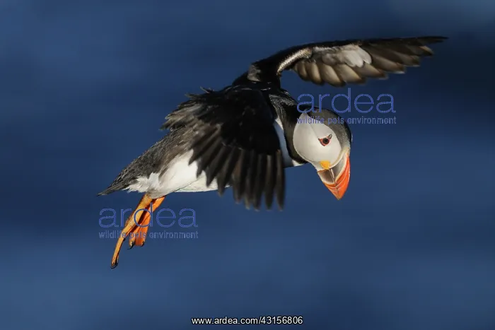 : Atlantic Puffin : Atlantic Puffin