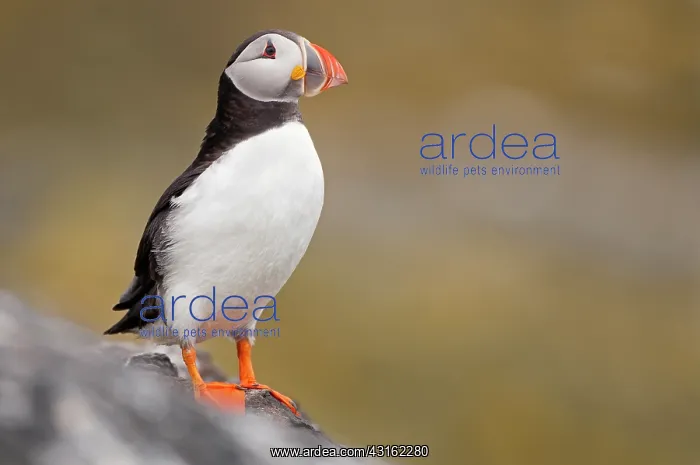 : Atlantic Puffin : Atlantic Puffin