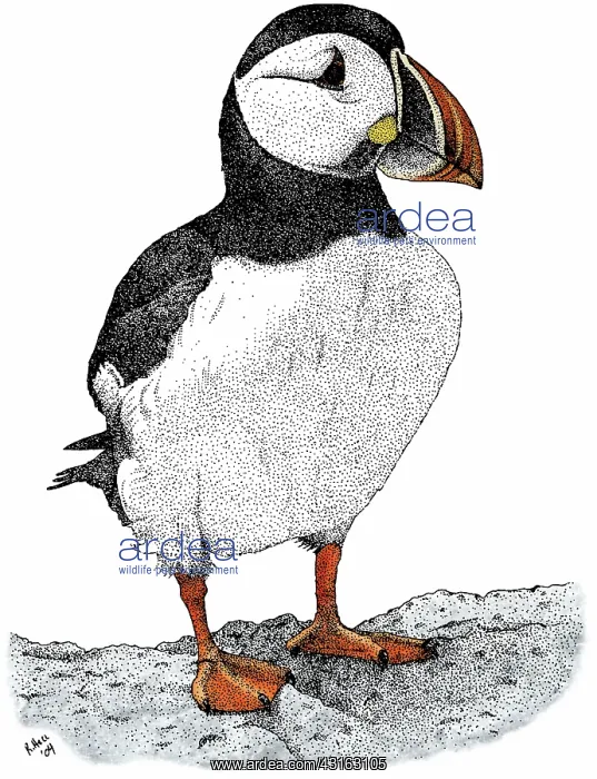 : Atlantic Puffin : Atlantic Puffin