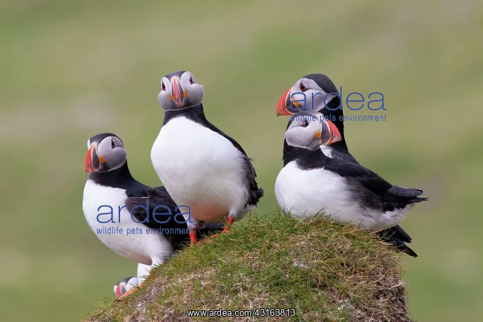 : Atlantic Puffin : Atlantic Puffin