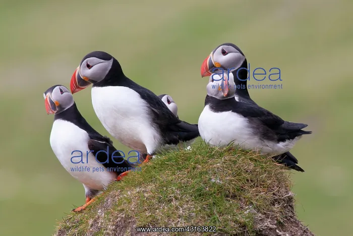 : Atlantic Puffin : Atlantic Puffin