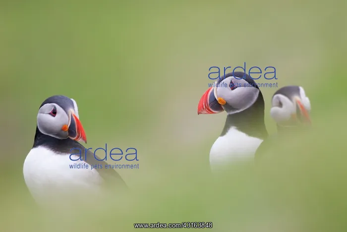 : Atlantic Puffin : Atlantic Puffin
