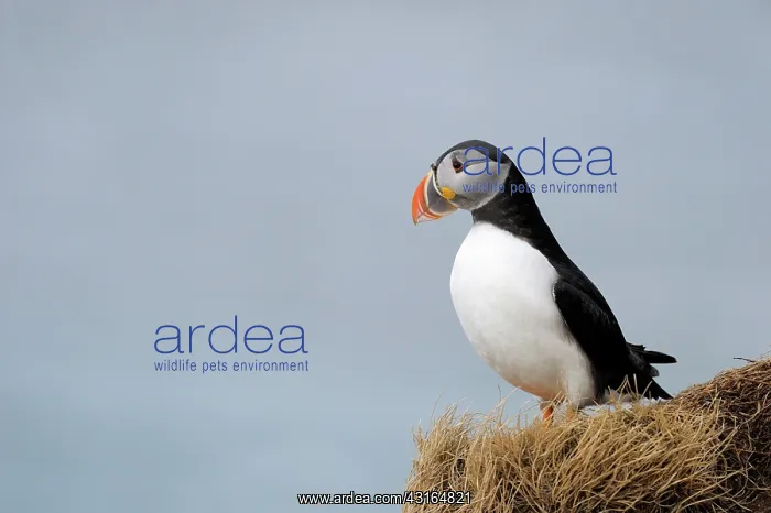 : Atlantic Puffin : Atlantic Puffin