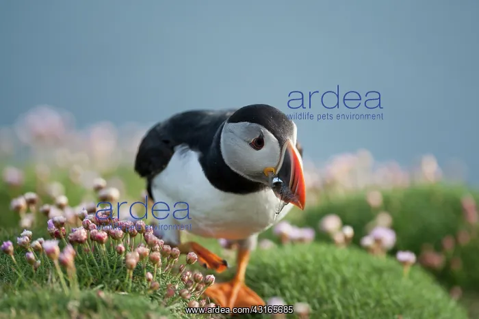 : Atlantic Puffin : Atlantic Puffin