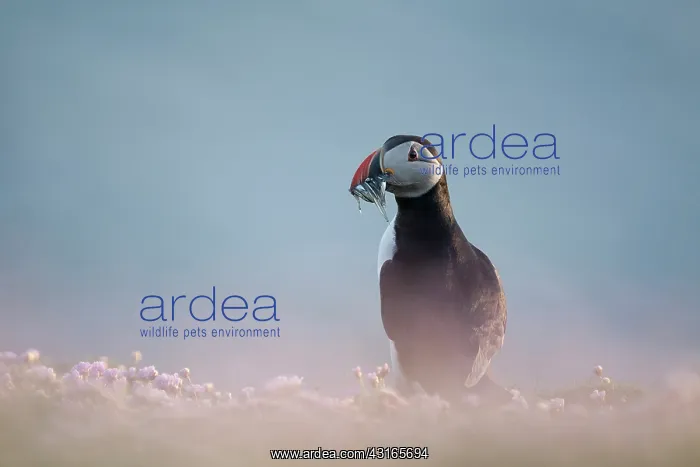 : Atlantic Puffin : Atlantic Puffin