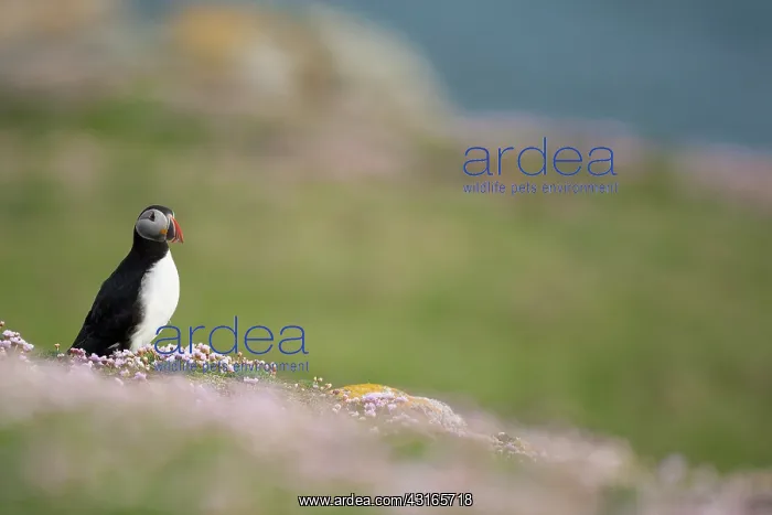 : Atlantic Puffin : Atlantic Puffin